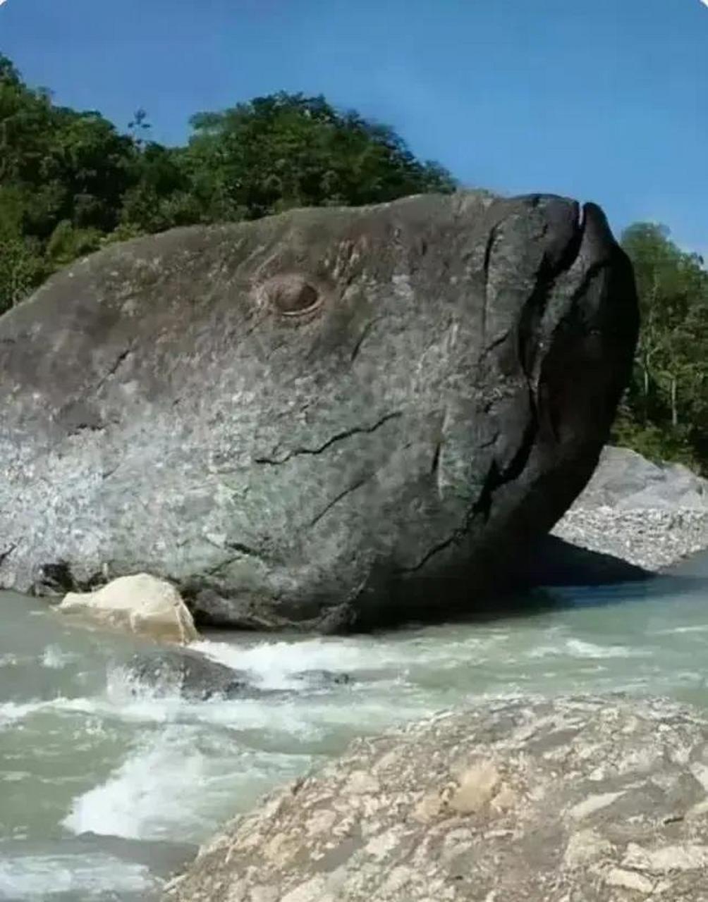 有专家说,这是一个远古时代鱼类的化石,叫利兹鱼.