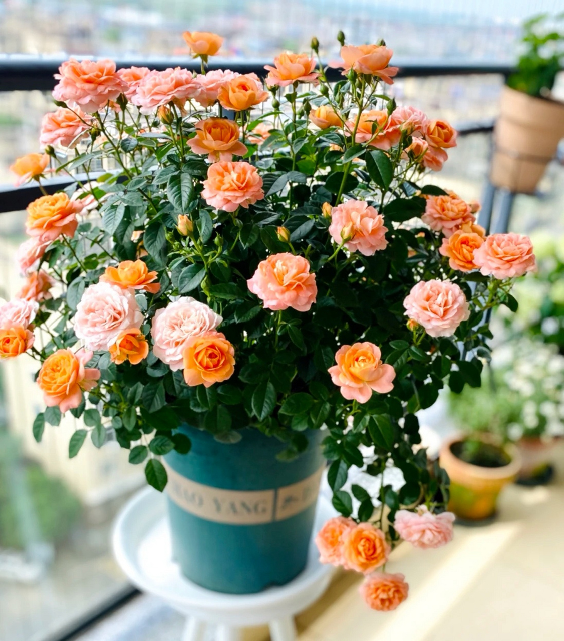 适合新手养护的阳台月季—果汁阳台[小红花] 果汁阳台植株比较矮小