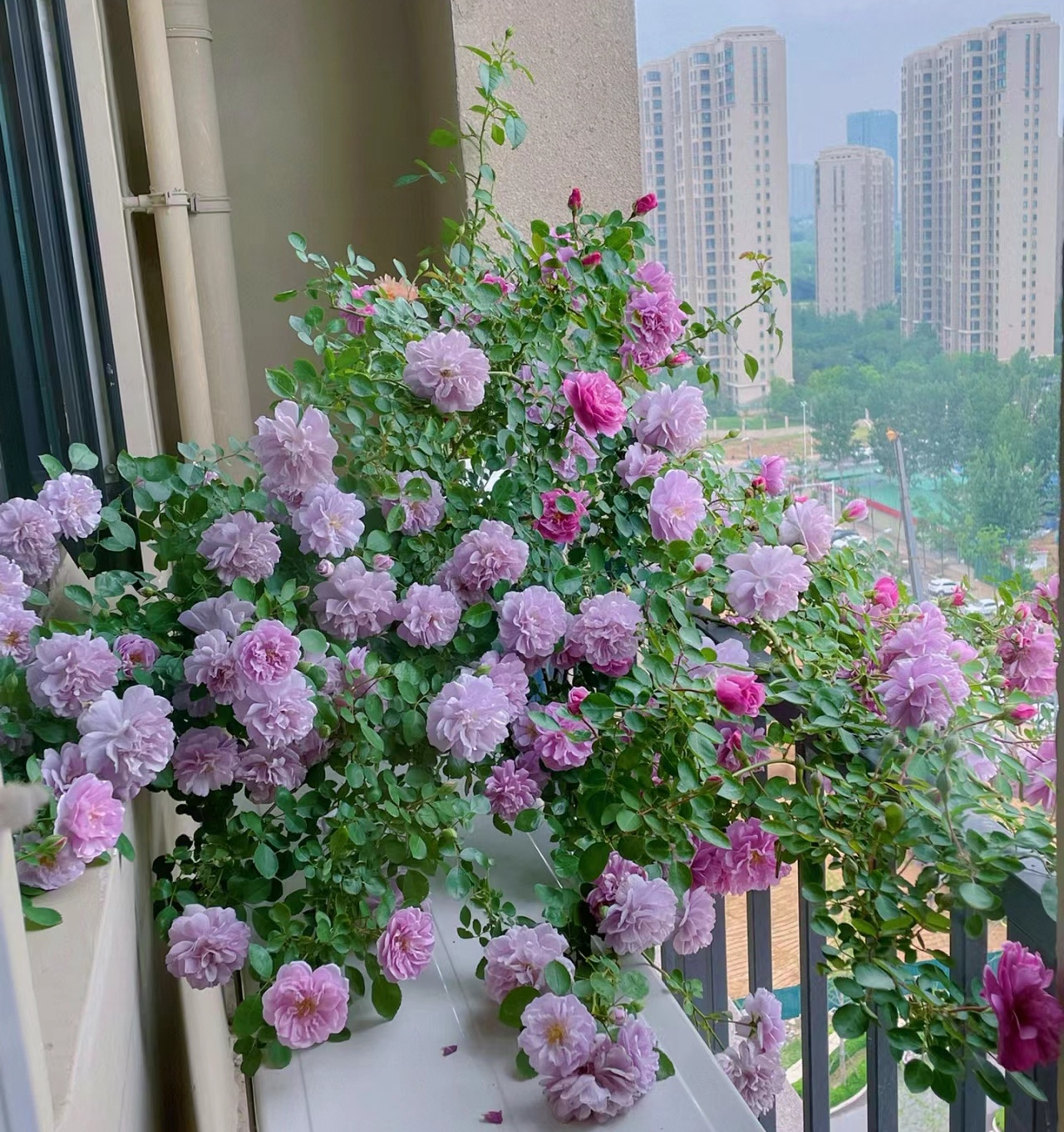 适合阳台种植的小藤本月季