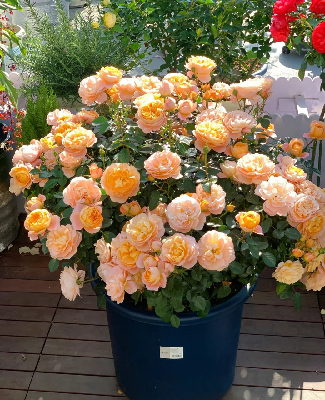 适合新手养护的阳台月季—果汁阳台[小红花] 果汁阳台植株比较矮小