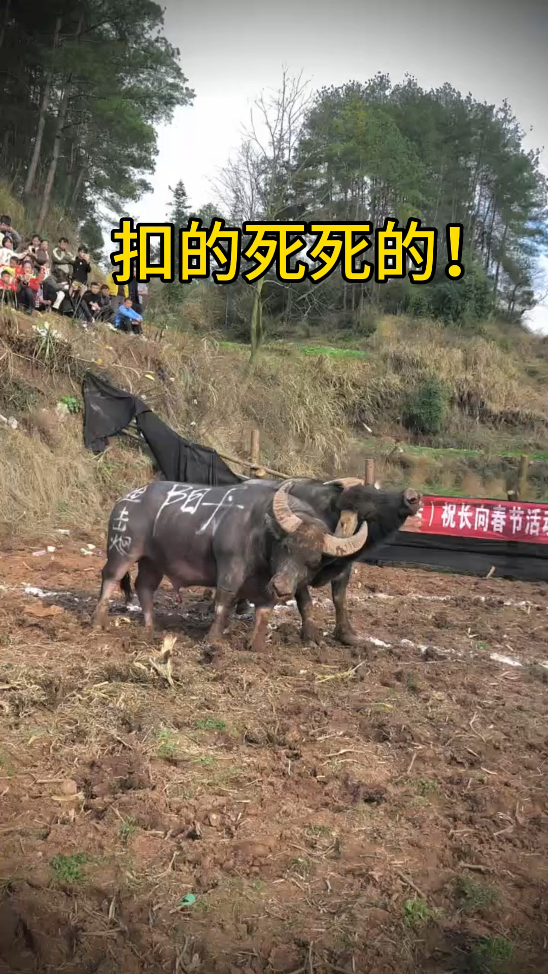 牛王直接扣的死死的