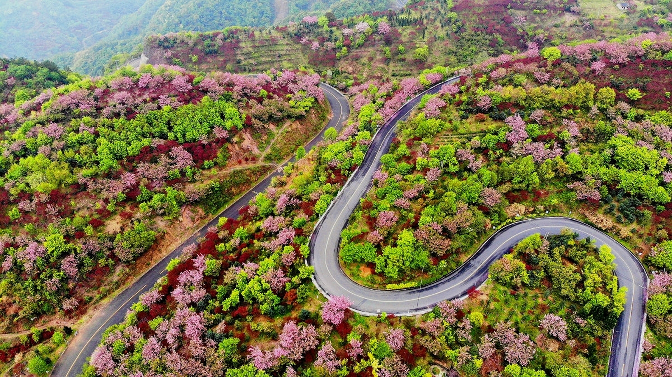春暖花开,四明山樱花,油菜花盛宴!3月15日至4月中旬赏花绝佳时间.