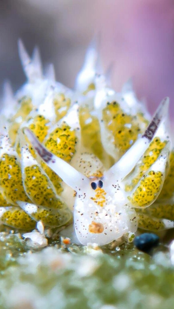 小绵羊海蛞蝓(kuò yú) (学名:costasiella kuroshimae) 小绵羊