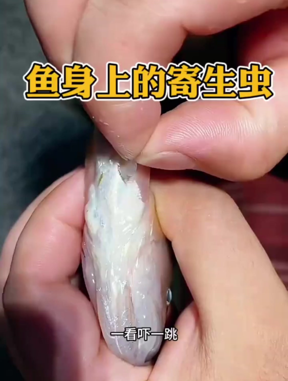 鱼里面的寄生虫图片