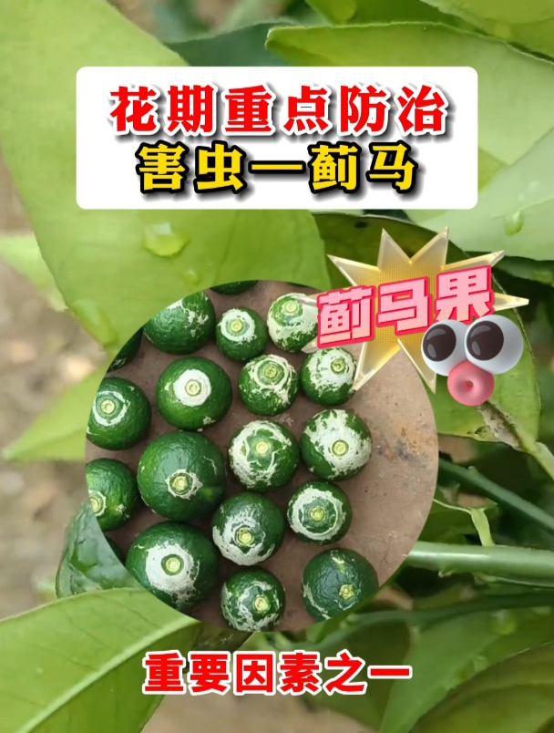 一个视频告诉你,花期重点防治害虫—蓟马