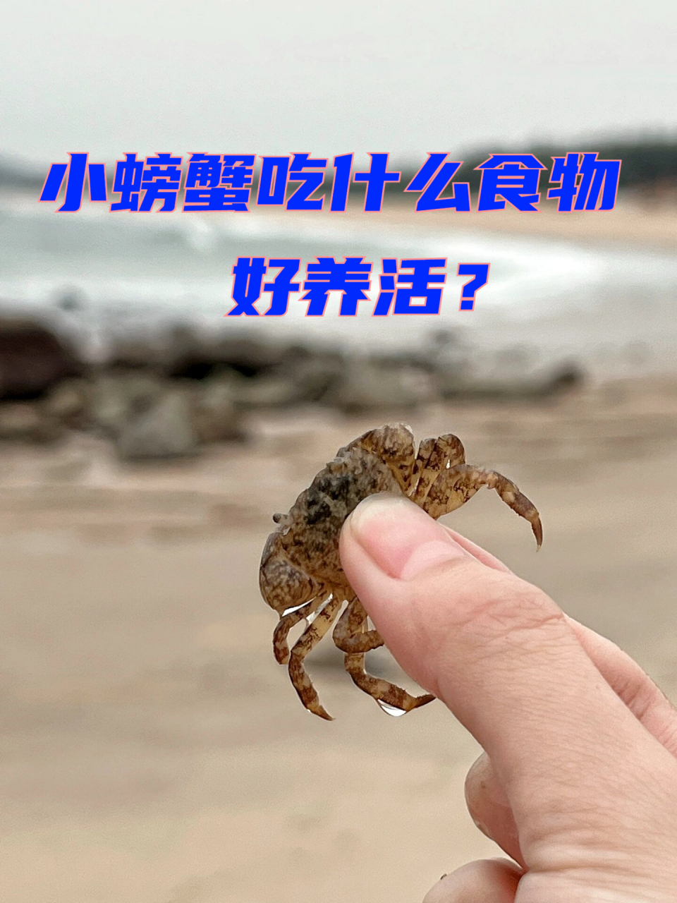 小螃蟹吃什么食物好养活  家里的小孩想养螃蟹了,那么这种东西怎么养