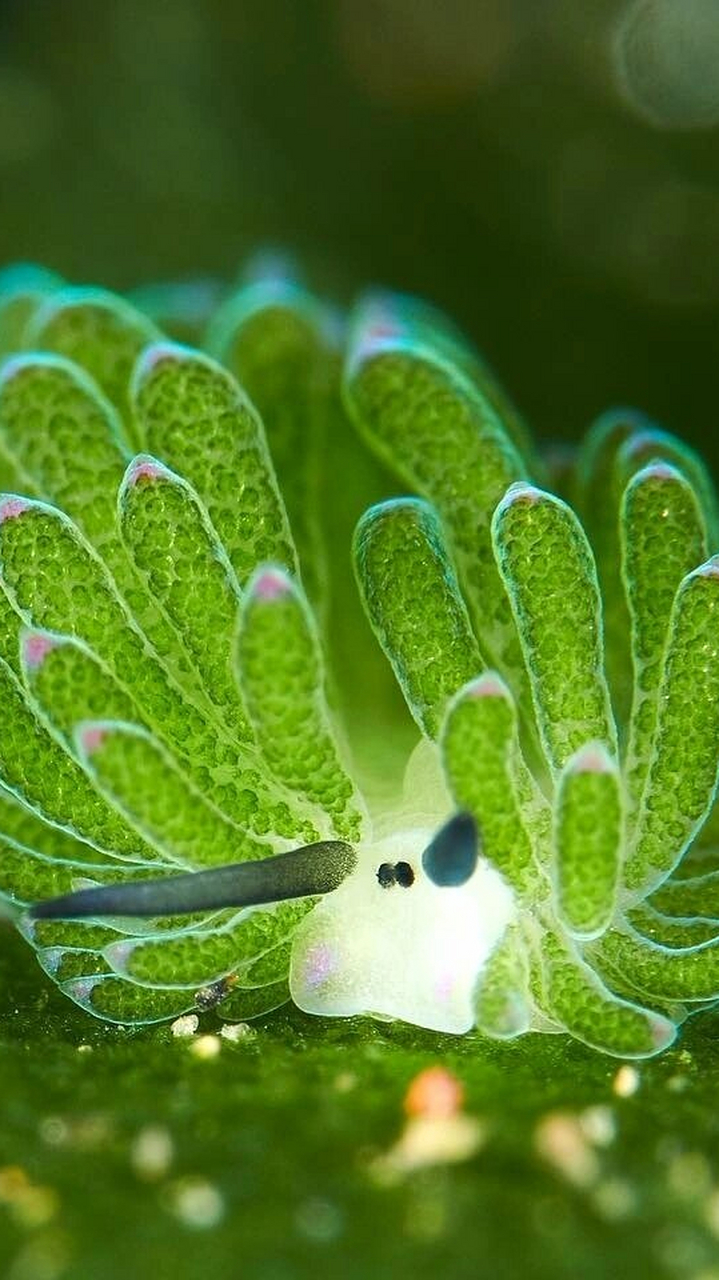 小绵羊海蛞蝓(kuò yú) (学名:costasiella kuroshimae) 小绵羊海