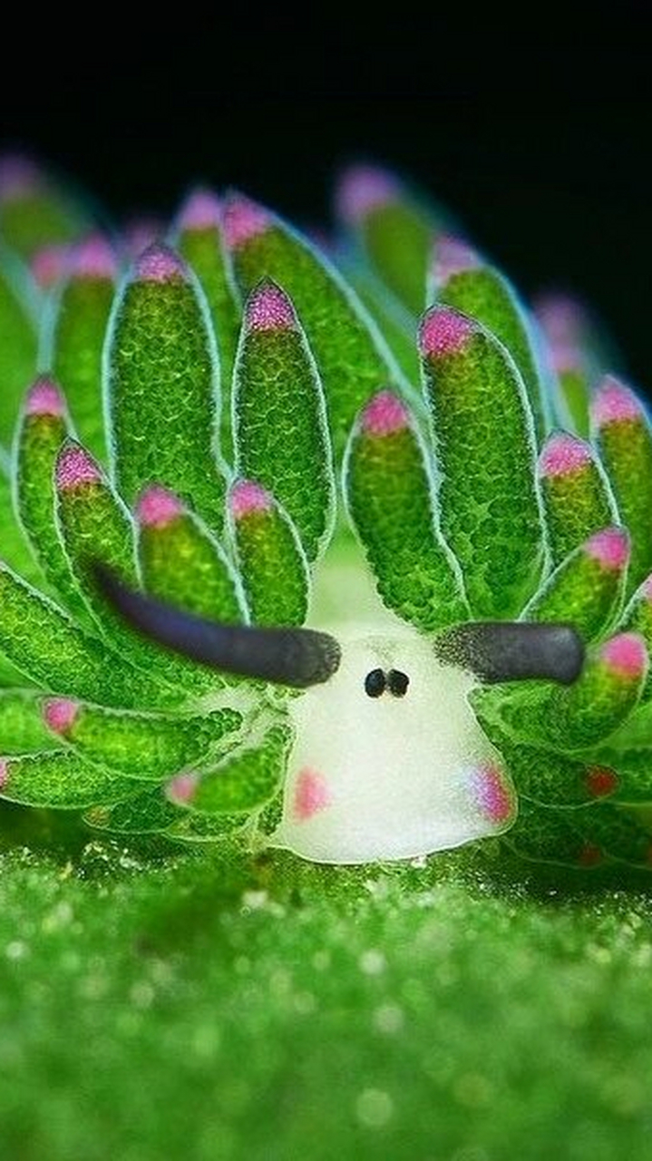 小绵羊海蛞蝓(kuò yú) (学名:costasiella kuroshimae) 小绵羊海