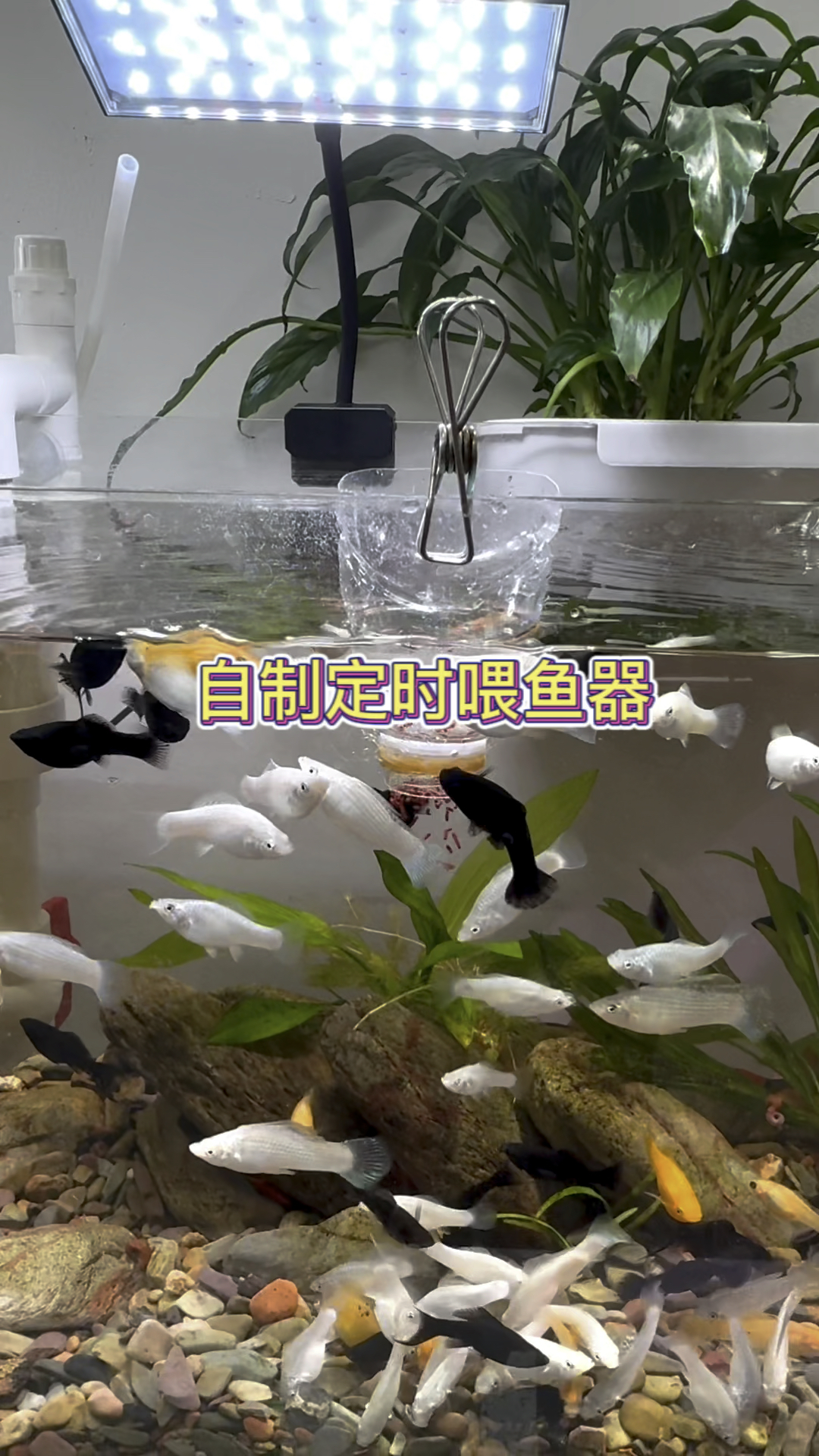 自制定时喂鱼器方法简单水族观赏鱼养鱼养心