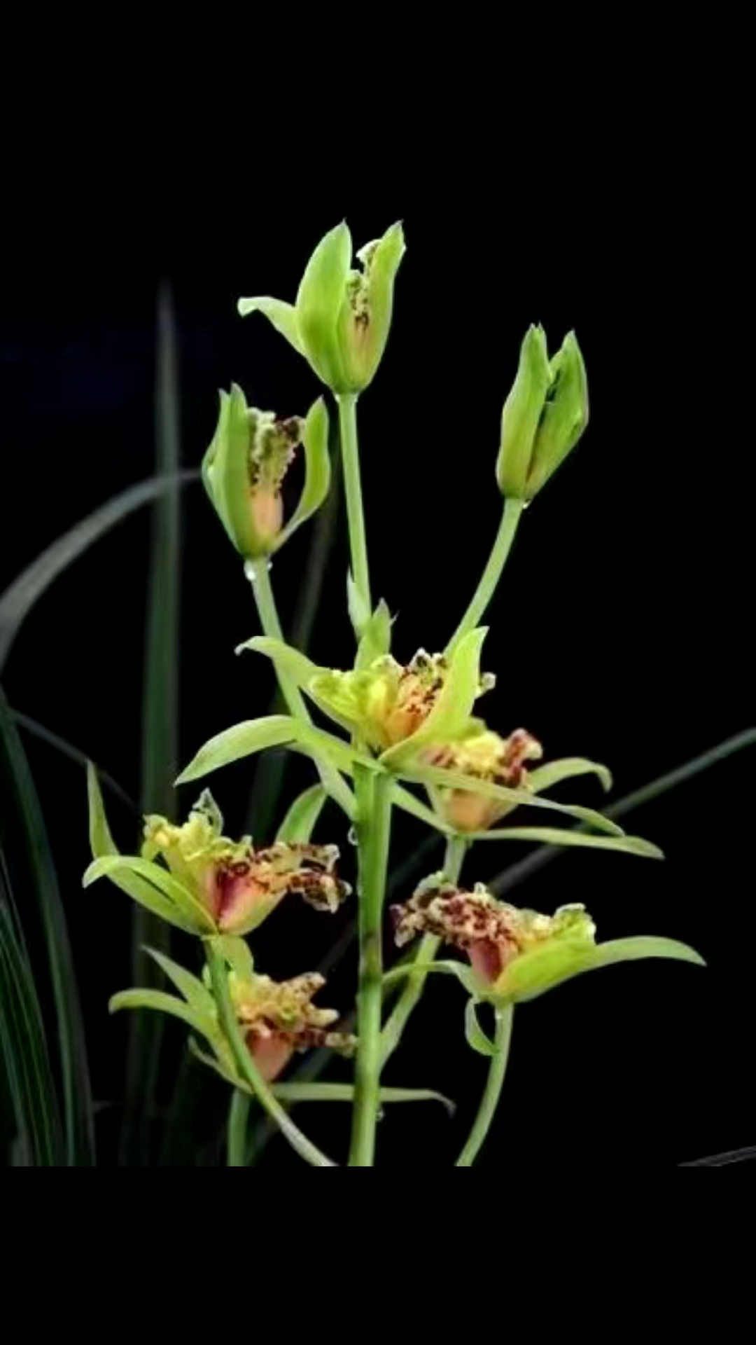 蕙兰玉祥牡丹,愿春日安好,往后尽是鲜花烂漫.