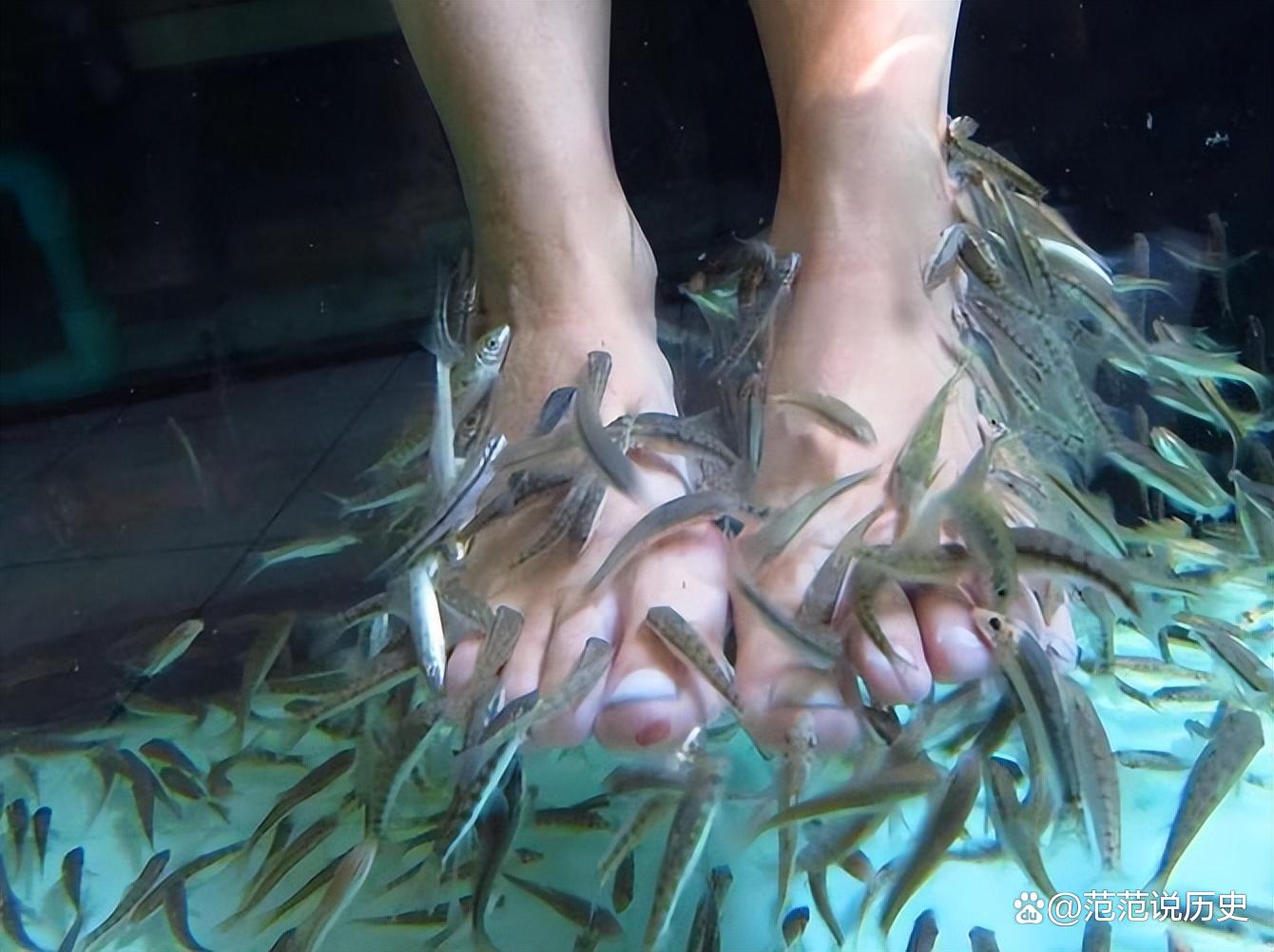 梦之寓言,解读梦见活鱼缠在脚上的深层含义 梦之寓言,解读梦见活鱼缠在脚上的深层含义