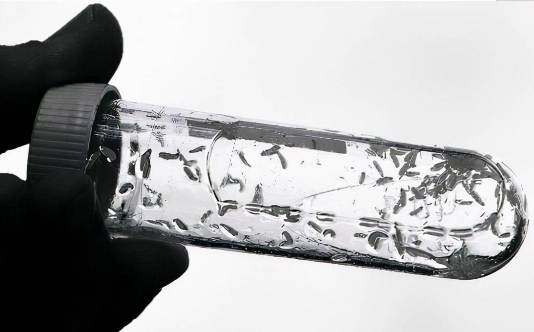 蝇蛆疗法进行时