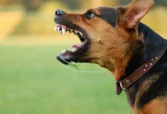 回顾:深圳男童被狗咬伤,父亲为护儿子将狗打死,狗主人:赔20万