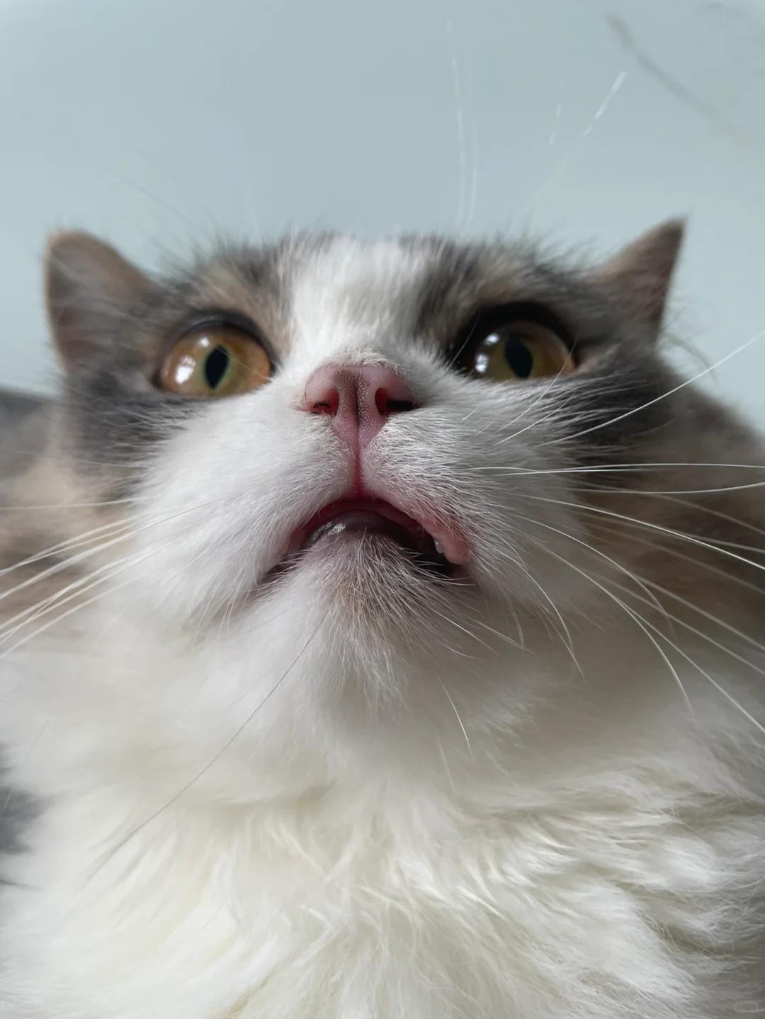 猫咪口腔溃疡和上呼吸道症状,如何综合分析并给予治疗建议?