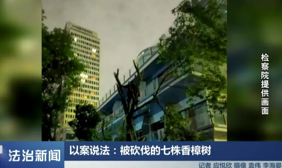 上海一餐厅擅自砍伐外滩7株香樟树被处罚