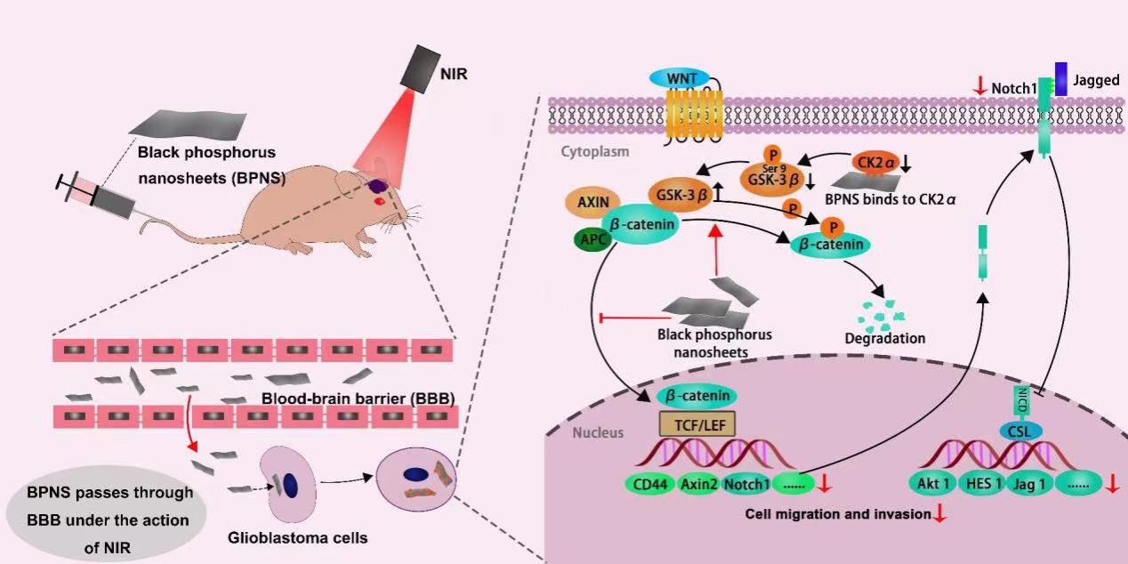 神经胶质细胞相关研究最新进展2024年3月