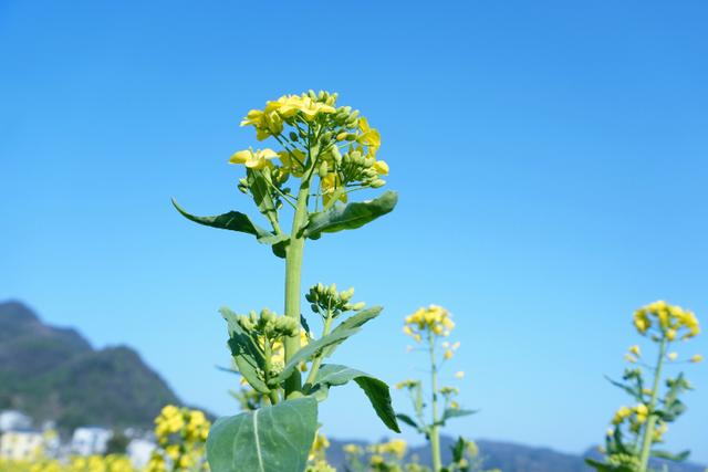 湄潭县高台镇油菜花进入盛花期金黄的花海铺满大地如诗如画