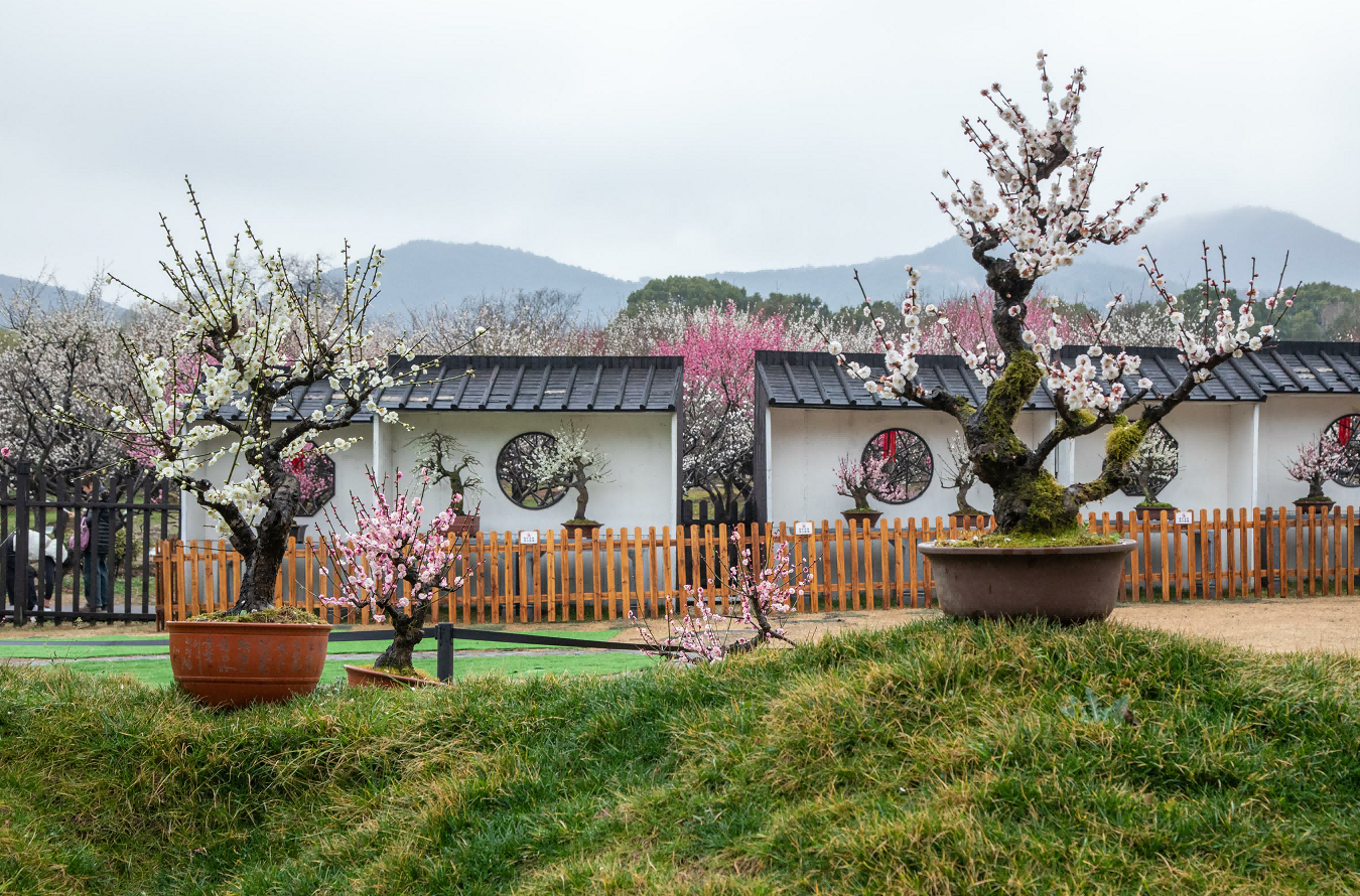 聊赠一枝春,让多少人魂牵梦萦的苏州光福"香雪海"已梅香幽幽