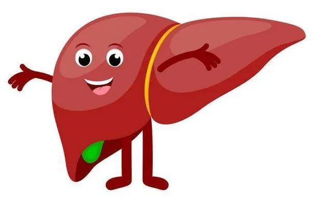 肝越堵病越多!春季养肝三步走,帮你疏通肝堵,扫清肝脏垃圾