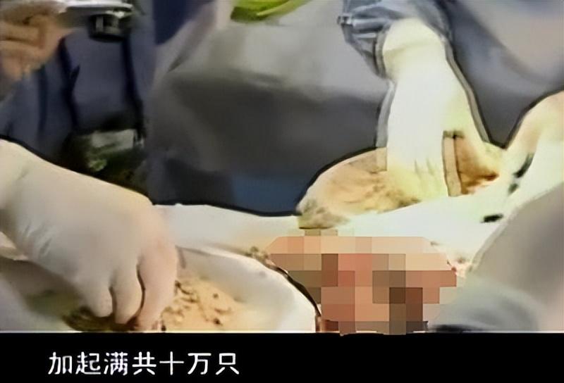 蝇蛆疗法进行时
