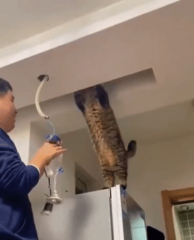 家里的猫有这几个特征预示主人好运连连你养对猫了