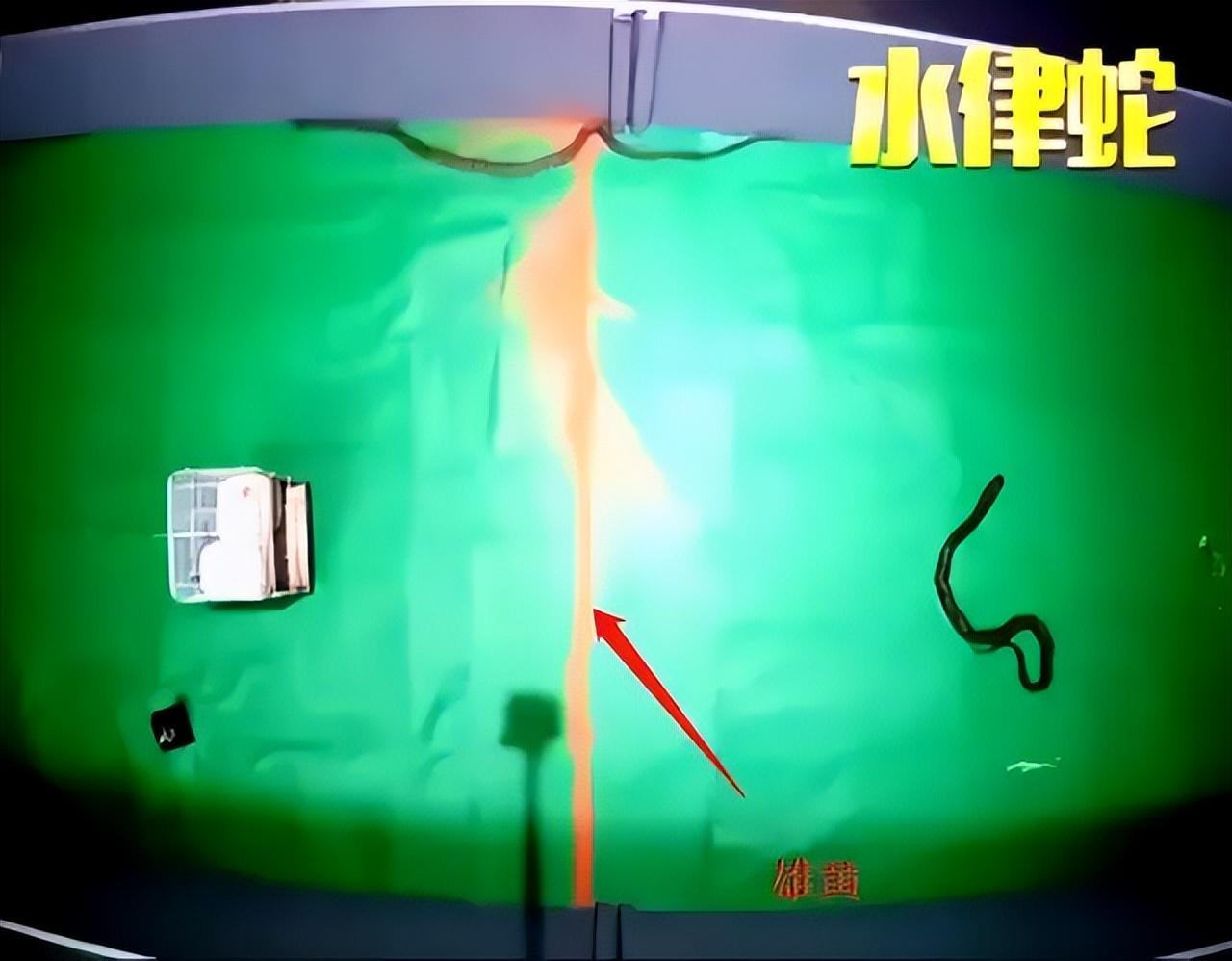 蛇的软肋是什么真的不是雄黄粉两场实验告诉你答案
