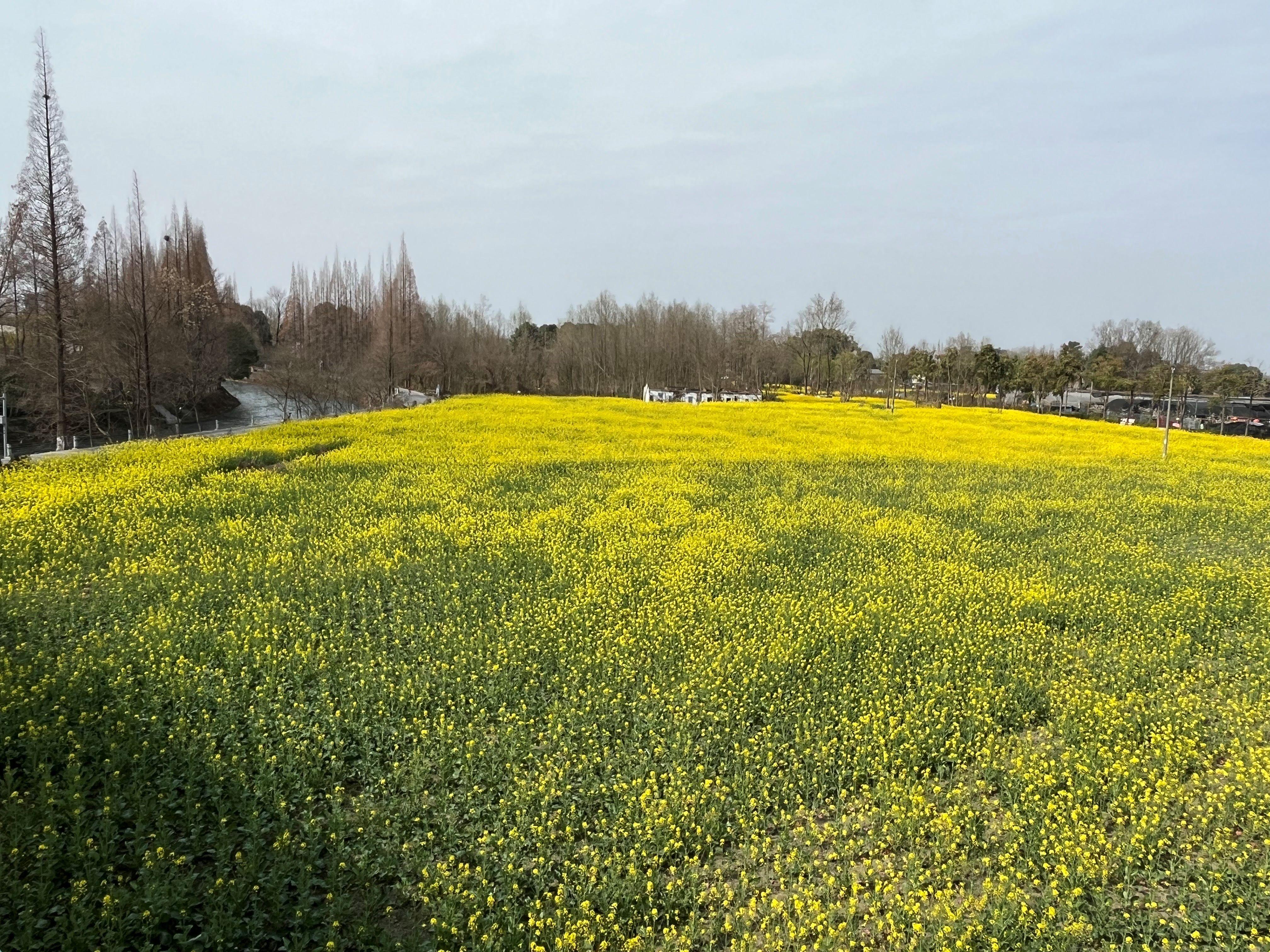 两江龙湾公园油菜花图片