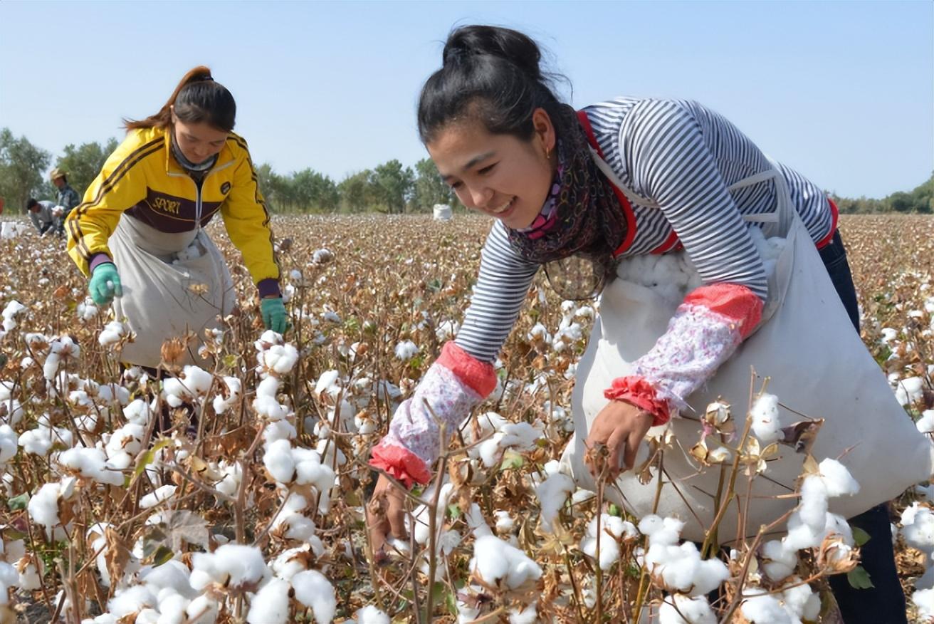 回顾我国每年进口近200万吨棉花却大量出口新疆棉这是为什么