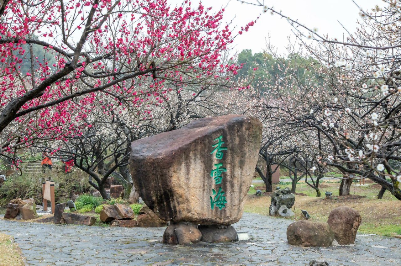 聊赠一枝春,让多少人魂牵梦萦的苏州光福"香雪海"已梅香幽幽