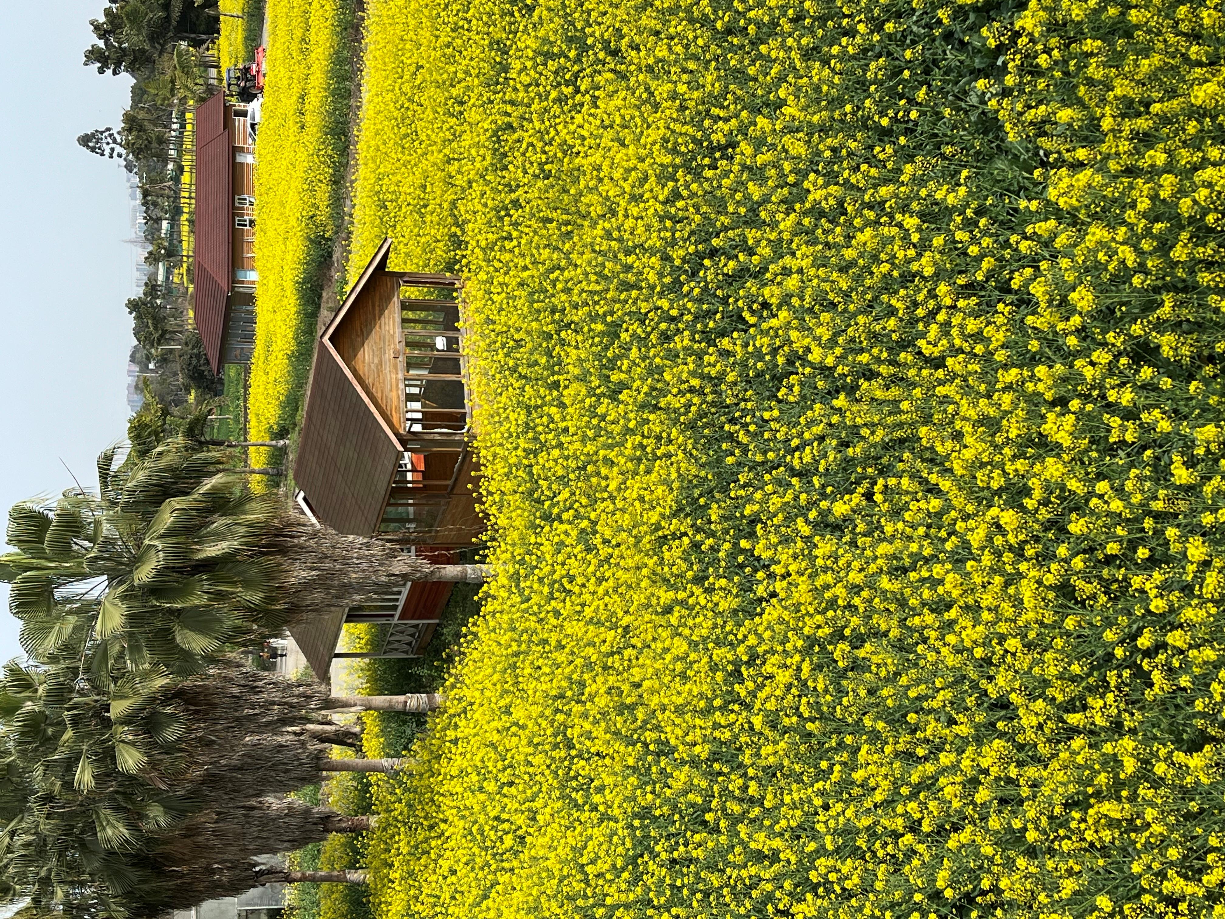 成都附近油菜花景点图片