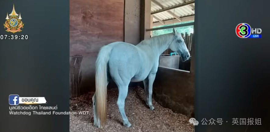 炸裂19岁男子侵犯2匹母马致其流产网友必须重判