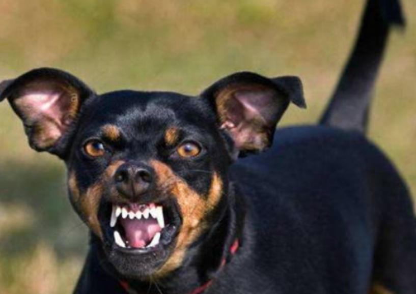 回顾:深圳男童被狗咬伤,父亲为护儿子将狗打死,狗主人:赔20万