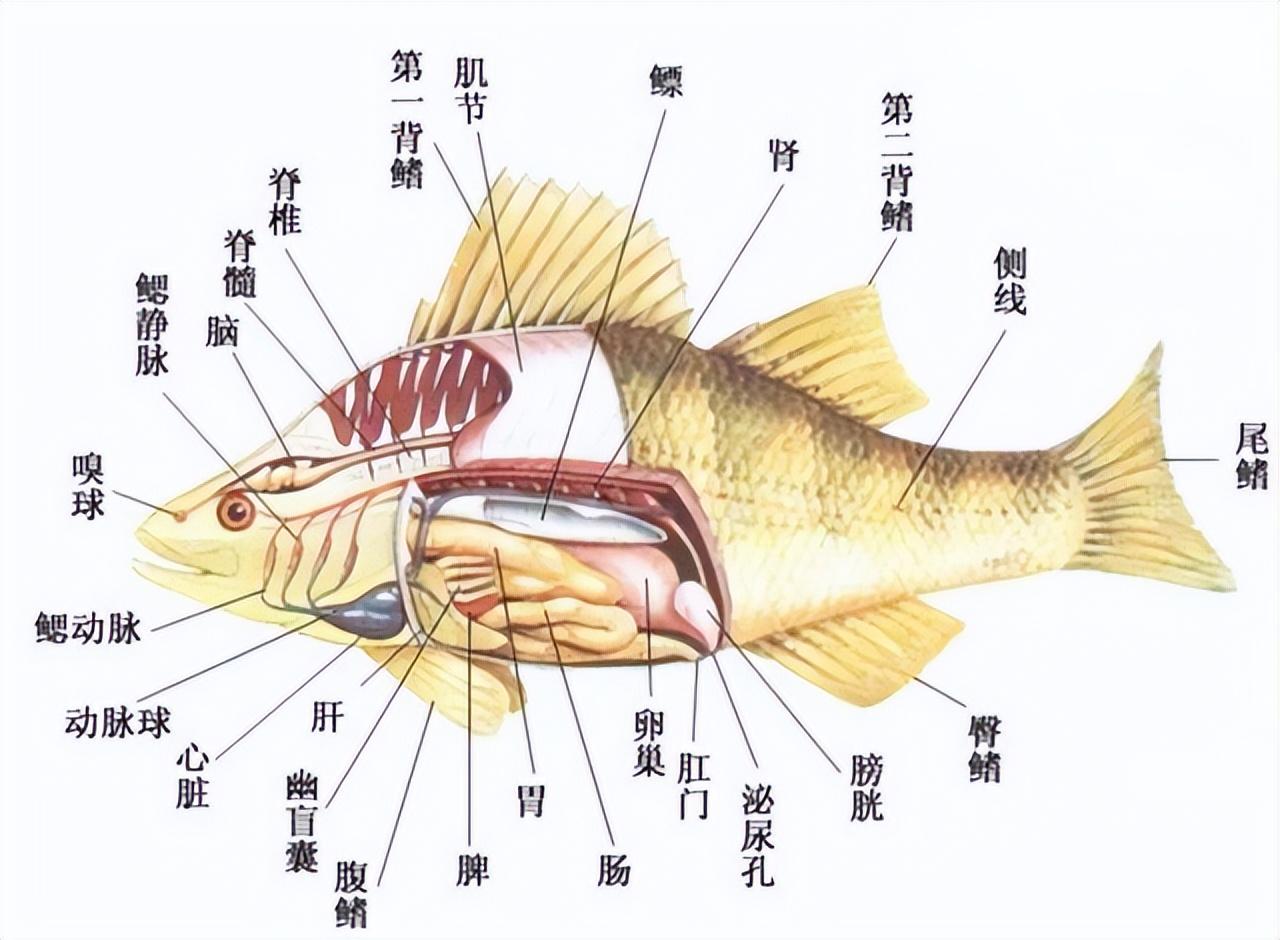 鱼肚子里的一层黑膜是什么?是脏东西吗?到底能不能吃?