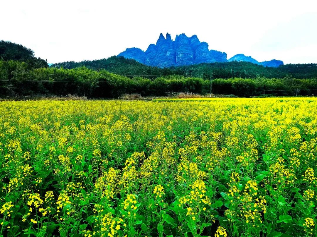 韶关油菜花海观赏时间图片