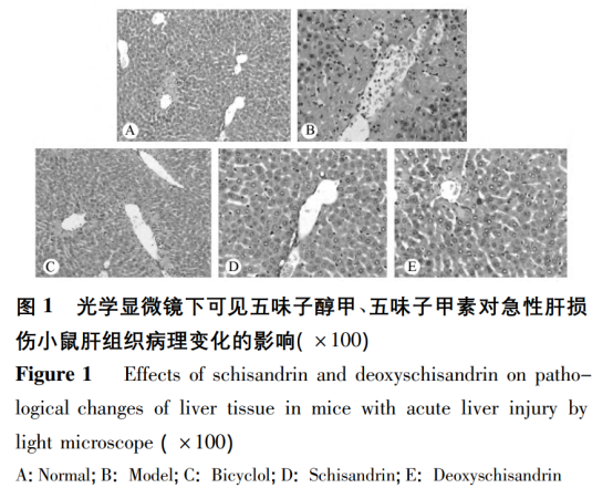 英敏特热门原料五味子的提取功能及应用研究