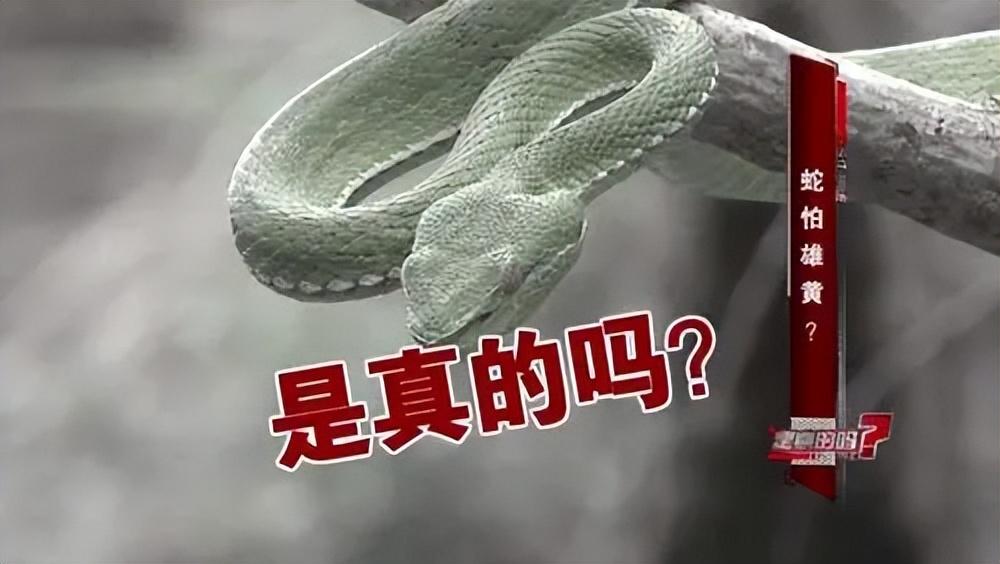 蛇的软肋是什么真的不是雄黄粉两场实验告诉你答案