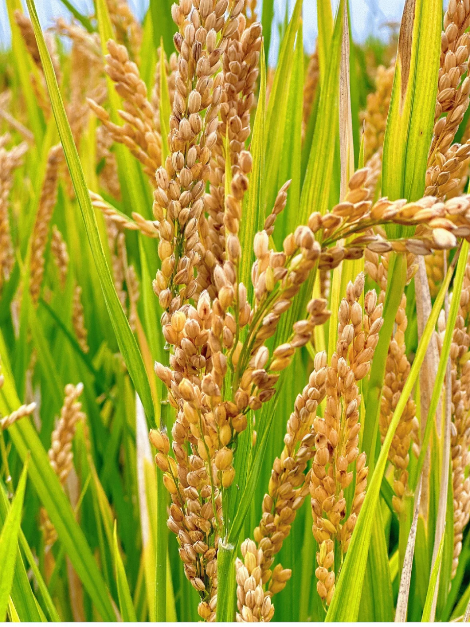 谷穗图片 [开心]宝子们,每次看到谷穗,都能像一个谦虚的,成熟的形象