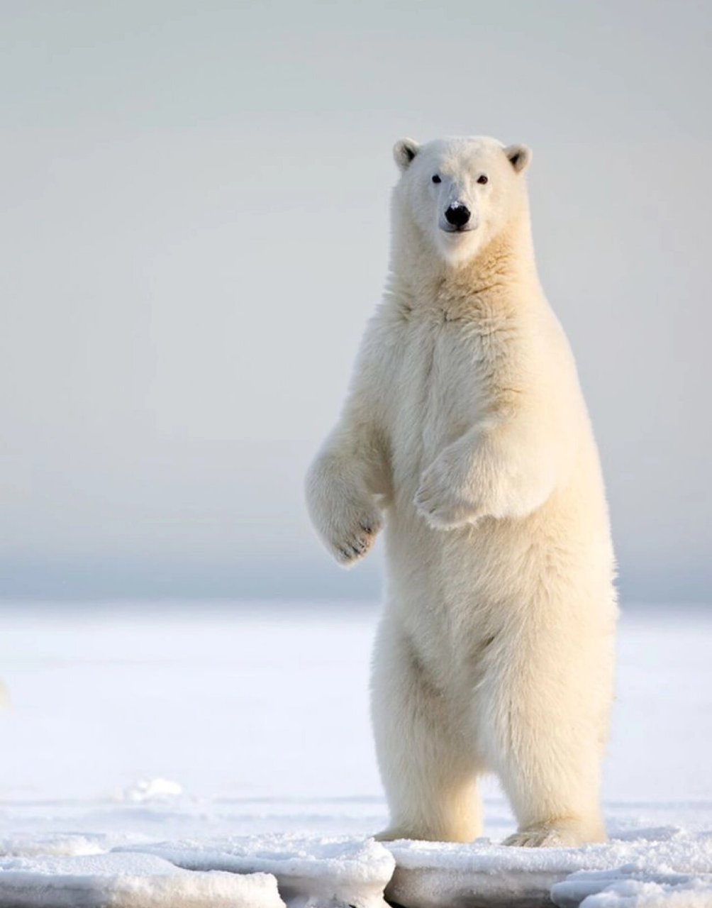 北极熊图片  北极熊,它们生活在北极地区,是世界上最大的陆地食肉动物