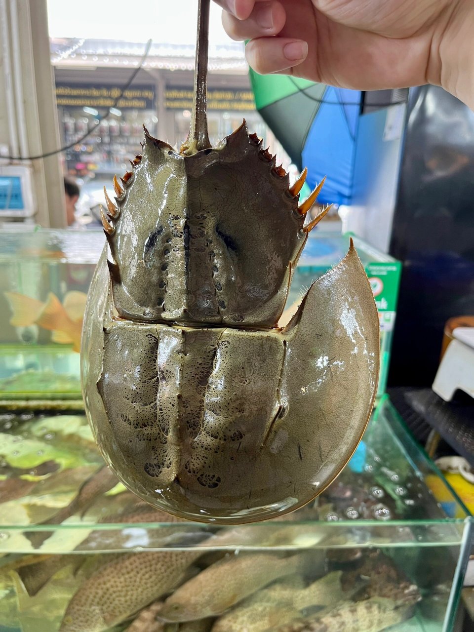 鲎鱼图片  宝子们你们有没有见过这种鱼,我在国外的一个海鲜市场看见