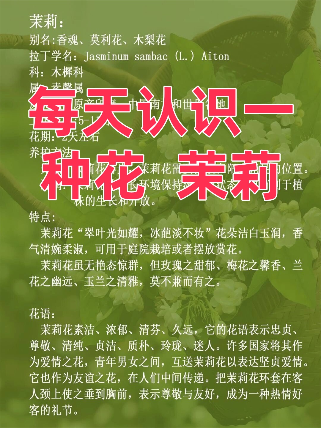 每当夏季来临,茉莉花便会在枝头绽放,那洁白如雪的花朵,散发着淡淡的