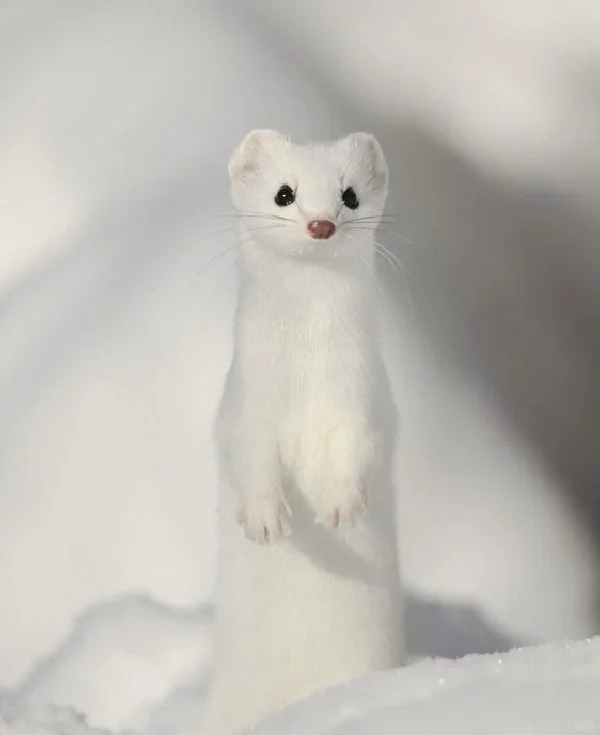 中文名:白鼬 拉丁学名:mustela erminea 别名:扫雪鼬,短尾黄鼠狼