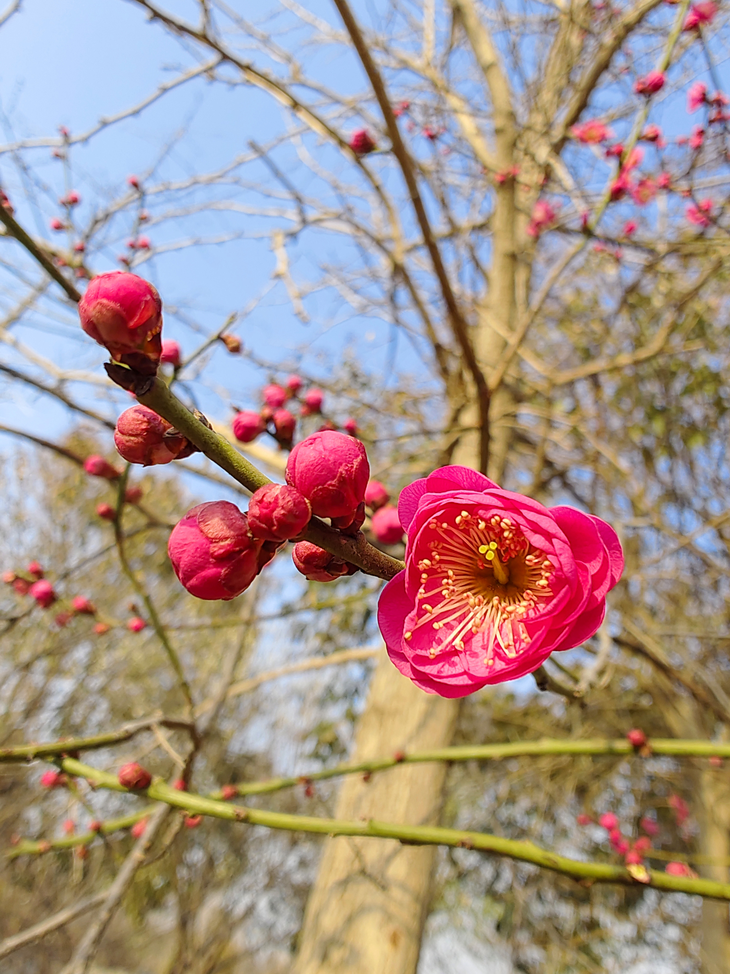 朱砂梅    朱砂梅俗称骨里红,是真梅系直脚梅类,枝条直伸或斜展,不