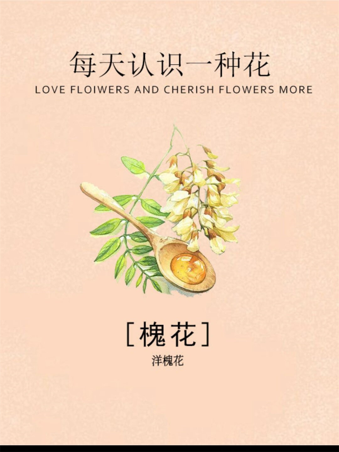 每当春末夏初,那一树树洁白的洋槐花便会在枝头悄然
