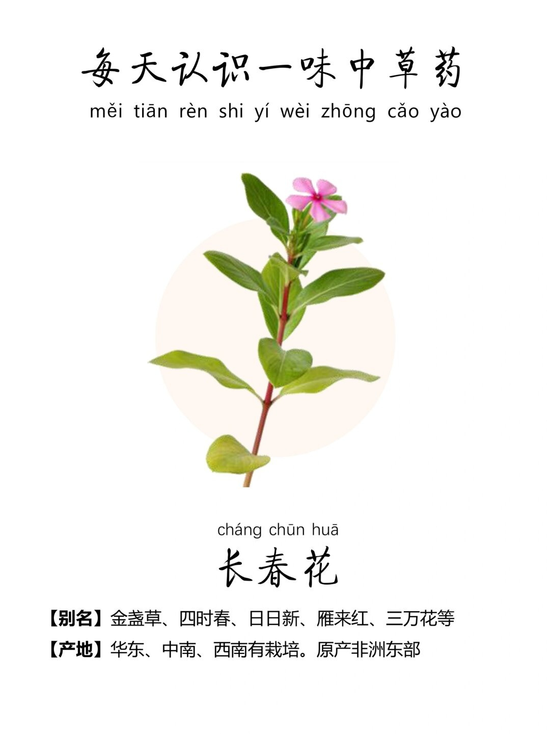 蔓长春花结构图片