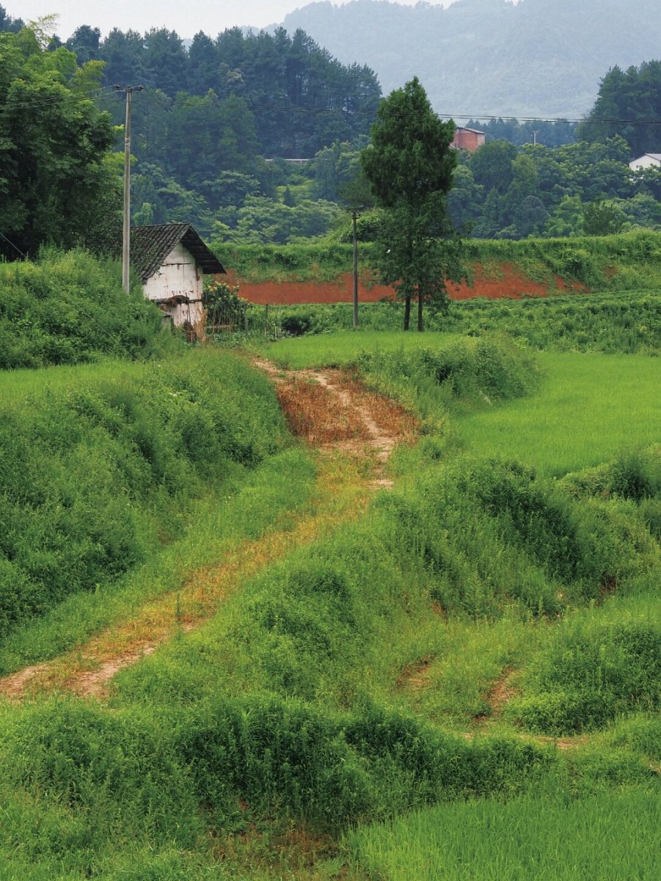 田野风光美景图片