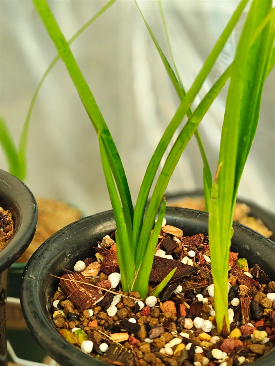 珍珠矮-珍珠兰  珍珠矮,这个名字听起来就充满了诗意与浪漫.