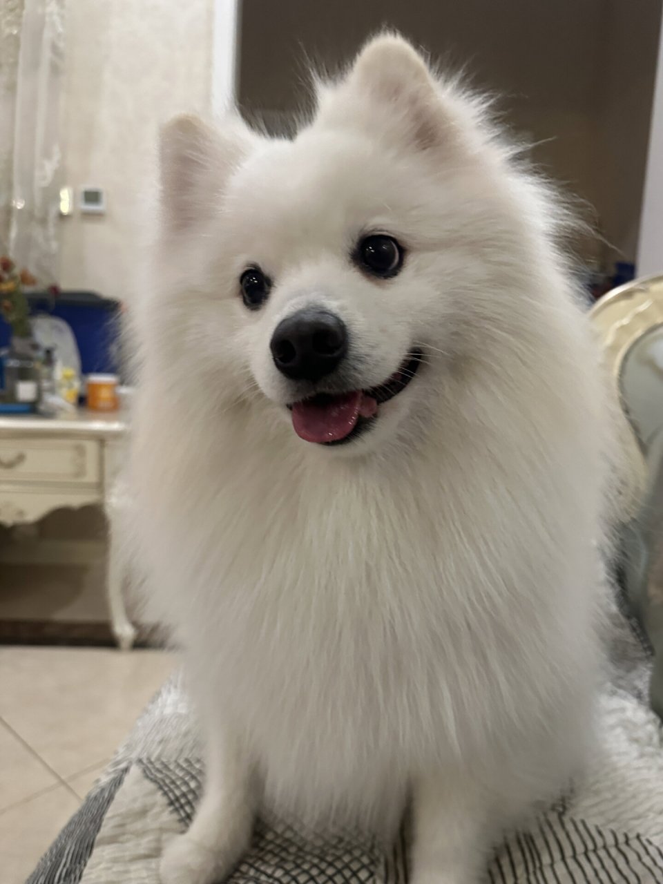 银狐犬图片  当时,我去了一家犬舍,看到了一群可爱的小狗.
