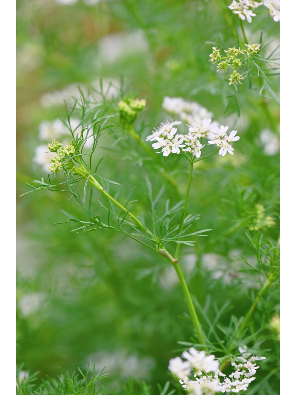 芫荽又名香菜,伞形科芫荽属一年生或二年生植物.