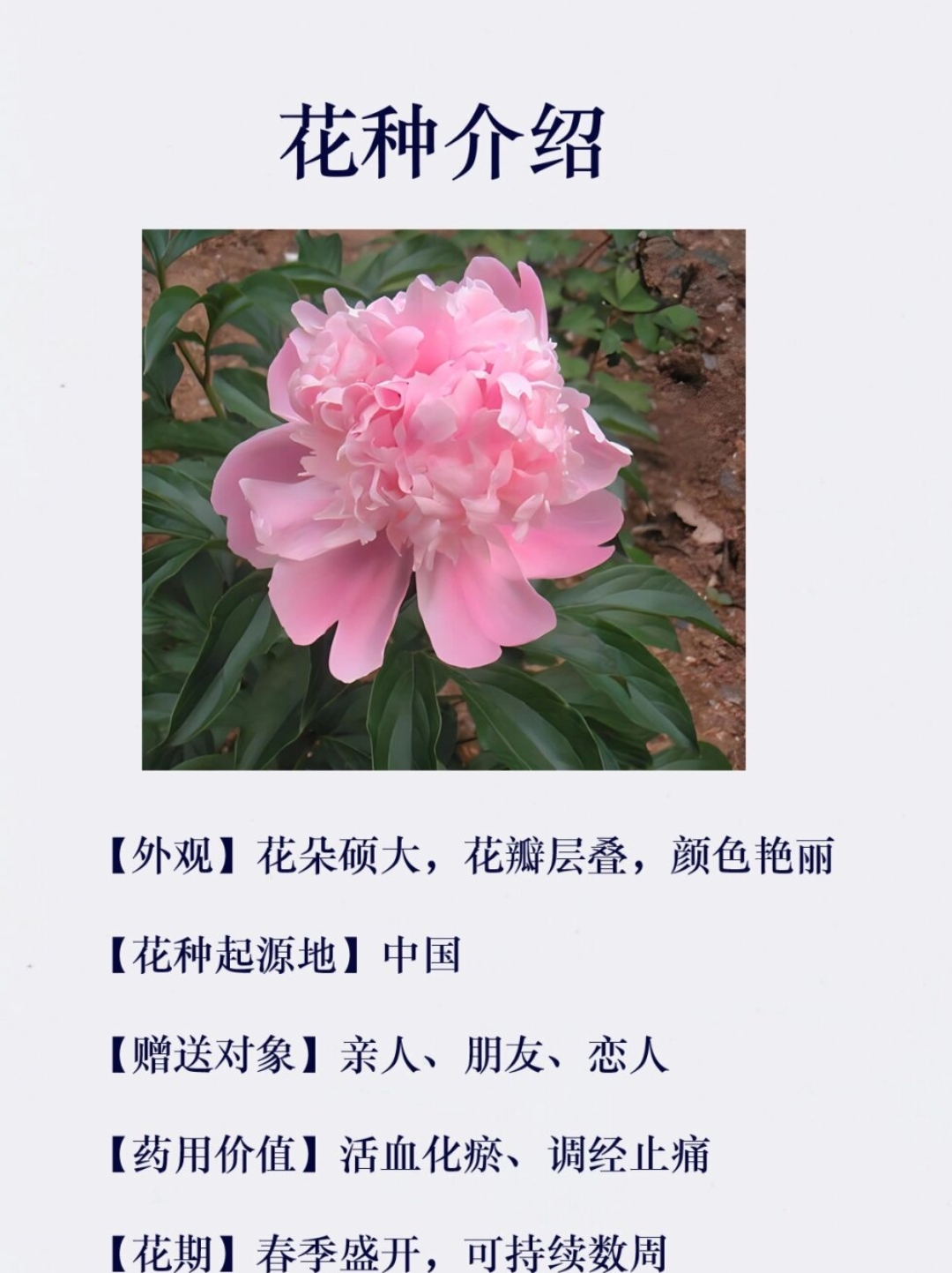 每天认识一种花