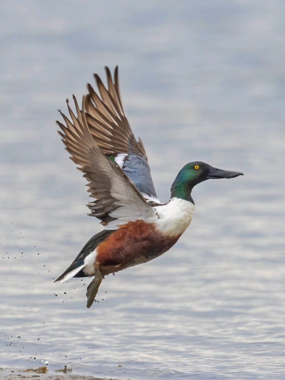 雄鸟的头部呈绿色,闪耀着光泽,而雌鸟则是褐色且有斑驳08.